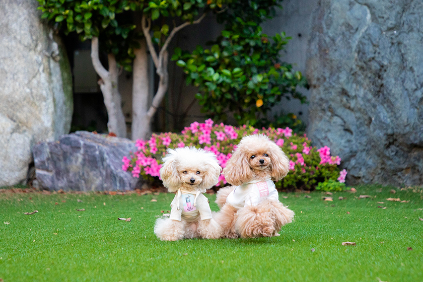 宿泊者専用のドッグラン