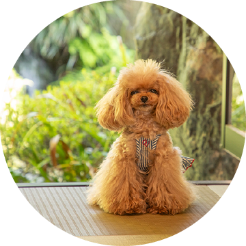 1日3組限定の特別なお部屋へ